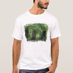 Camiseta Nueva Zelanda, Valle de Haast, Westland, Helecho Á