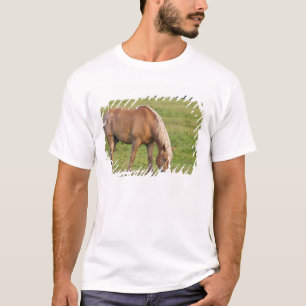 Camiseta Nuevo Brunswick, Canadá. Caballo en campo.