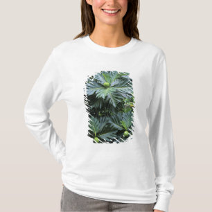 Camiseta Oceanía, Pacífico Sur, Polinesia Francesa,