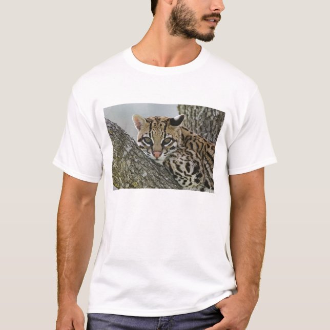 Camiseta Ocelot, Felis pardalis, cautiva, mujer descansando (Anverso)