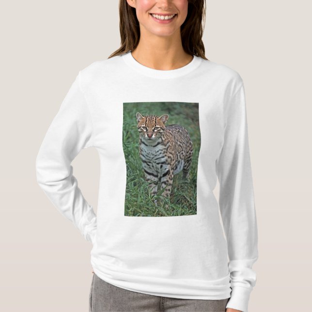 Camiseta OCELOTE (Leopardus pardalis) AMÉRICA CENTRAL (Anverso)