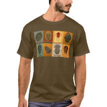 Ocho trilobites fósiles