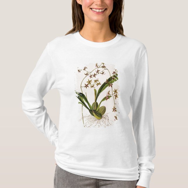 Camiseta Odontoglossum Hastatum (Anverso)