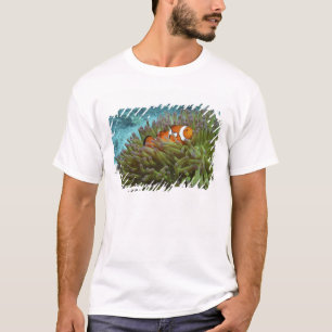 Camiseta Oeste Clownfish ( Anphiprion ocellaris )