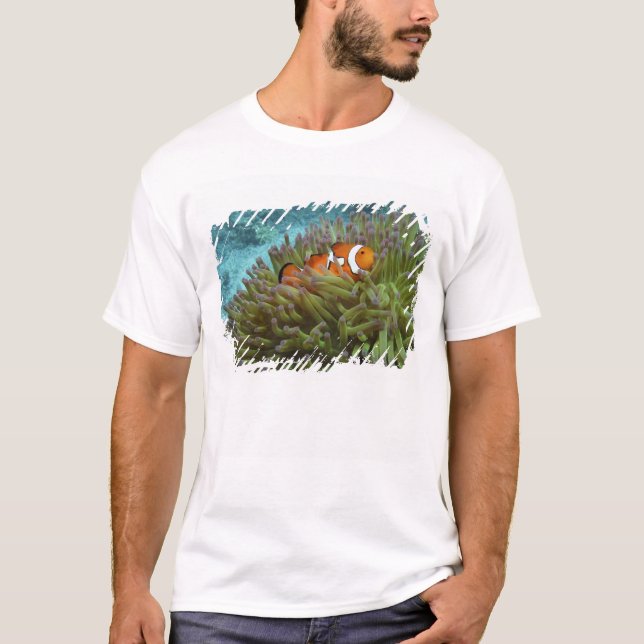 Camiseta Oeste Clownfish ( Anphiprion ocellaris ) (Anverso)