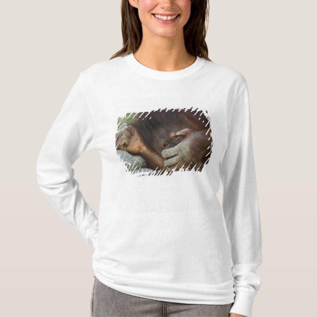 Camiseta Orangután de Sumatra, Pongo pygmaeus (Anverso)