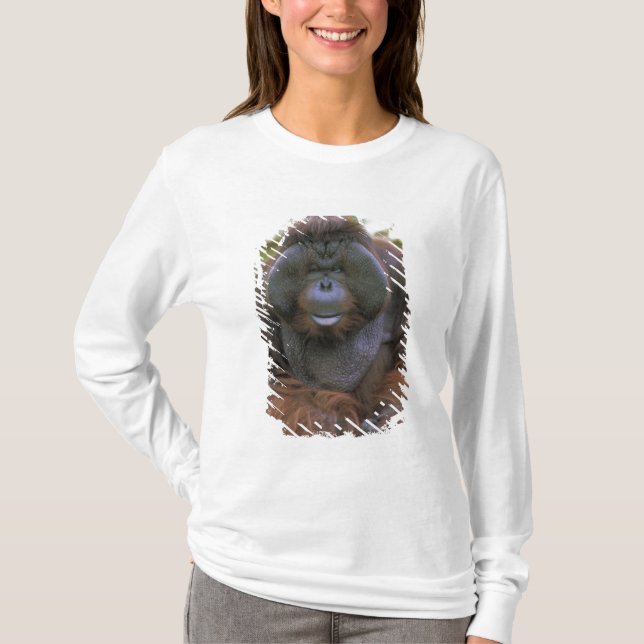 Camiseta Orangutan Pongo Pygmaeus (Anverso)