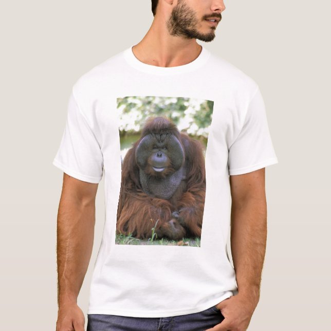 Camiseta Orangutan Pongo Pygmaeus (Anverso)