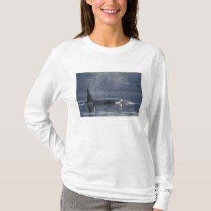 Camiseta Orca hembra adulta (Orcinus Orca), Puget