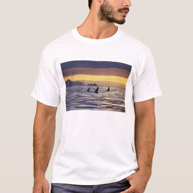 Camiseta Orca o ballenas asesinas (Anverso)