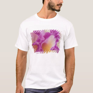 Camiseta Orquídea híbrida primer plano, Delray Beach, Flori