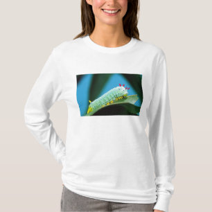 Camiseta oruga de la polilla Prometeo, Callosamia
