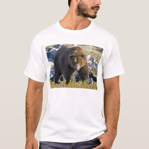 Camiseta Oso grizzly