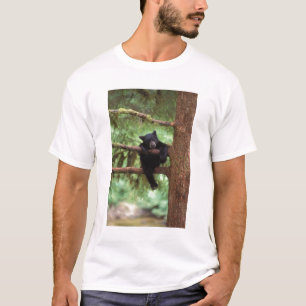 Camiseta oso negro, Ursus americanus, cachorro en un árbol