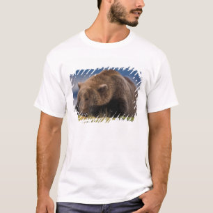 Camiseta Oso pardo, oso grizzly, tomando una siesta, Katmai