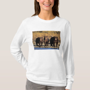 Camiseta Oso pardo, oso marrón, crías, Katmai Nacional