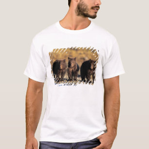 Camiseta Oso pardo, oso marrón, crías, Katmai Nacional