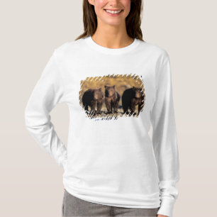 Camiseta Oso pardo, oso marrón, crías, Katmai National