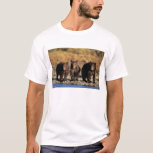 Camiseta Oso pardo, oso pardo, cachorros, Katmai National