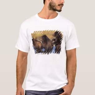 Camiseta oso pardo, Ursus arctos, oso grizzly, Ursus