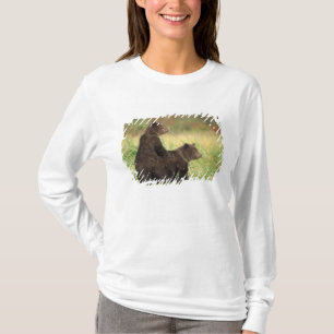 Camiseta oso pardo, Ursus arctos, oso grizzly, Ursus 2