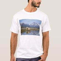 oso pardo, Ursus arctos, oso grizzly, Ursus 4