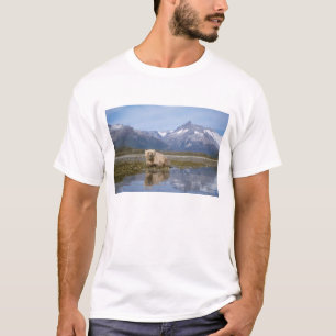 Camiseta oso pardo, Ursus arctos, oso grizzly, Ursus 4