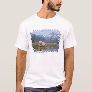 Camiseta oso pardo, Ursus arctos, oso grizzly, Ursus 4