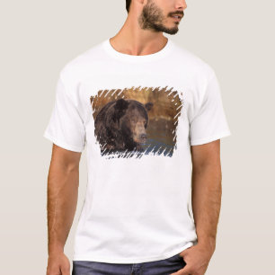 Camiseta oso pardo, Ursus arctos, oso grizzly, Ursus 5