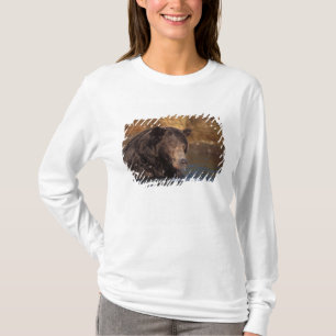 Camiseta oso pardo, Ursus arctos, oso pardo, Ursus 5