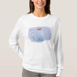 Camiseta oso polar, Ursus maritimus