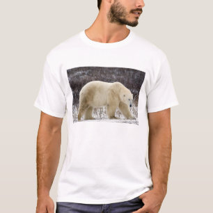 Camiseta Oso polar (Ursus maritimus) en Churchill