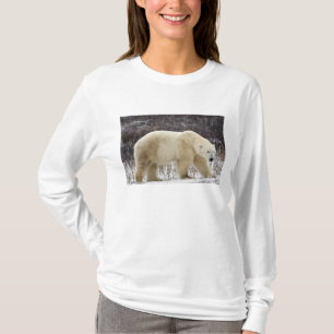 Camiseta Oso Polar Ursus maritimus) en Churchill