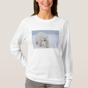 Camiseta oso polar, Ursus maritimus, en hielo y nieve,