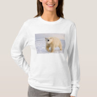 oso polar, Ursus maritimus, en hielo y nieve, 2