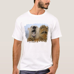 Camiseta oso polar, Ursus maritimus, mira con curiosidad
