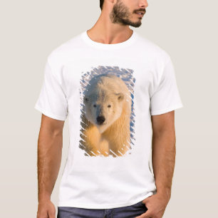 Camiseta oso polar, Ursus maritimus, oso polar en hielo