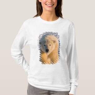 Camiseta oso polar, Ursus maritimus, oso polar en hielo
