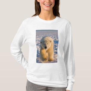 Camiseta oso polar, Ursus maritimus, oso polar en hielo
