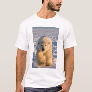 Camiseta oso polar, Ursus maritimus, oso polar en hielo