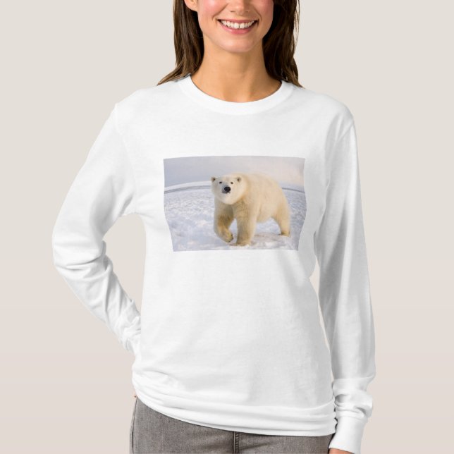 Camiseta oso polar, Ursus maritimus, sobre hielo y nieve, 2 (Anverso)