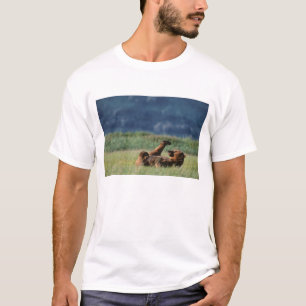 Camiseta Osos marrones en juego, Ursus arctos, Alaska
