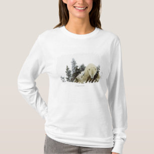 Camiseta Osos polares en el parque nacional de Wapusk