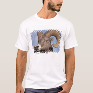Camiseta oveja de cuerno grande, oveja de montaña, Ovis can