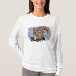 Camiseta oveja de cuerno grande, oveja de montaña, Ovis can