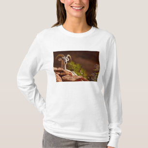 Camiseta Oveja de cuernos grandes del desierto (Ovis canade