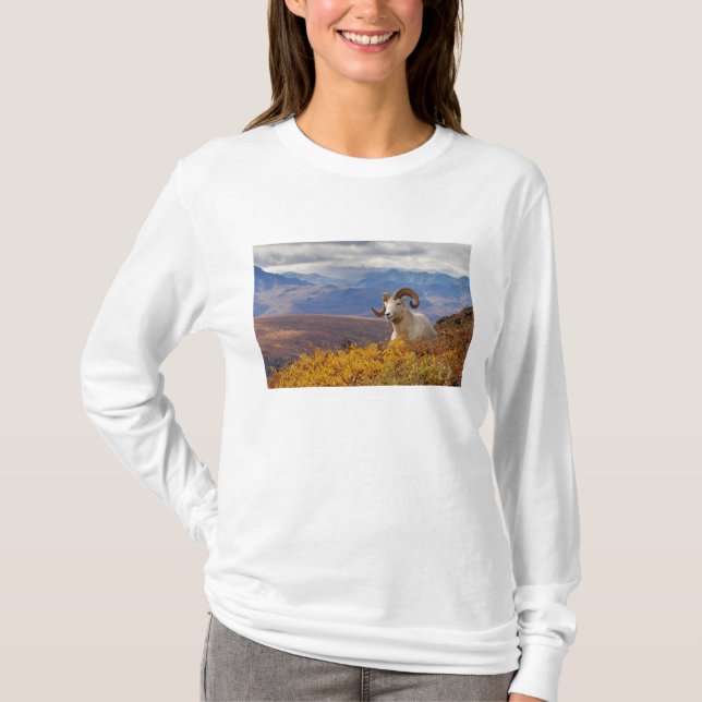 Camiseta oveja de Dall, Ovis dalli, carnero (Anverso)