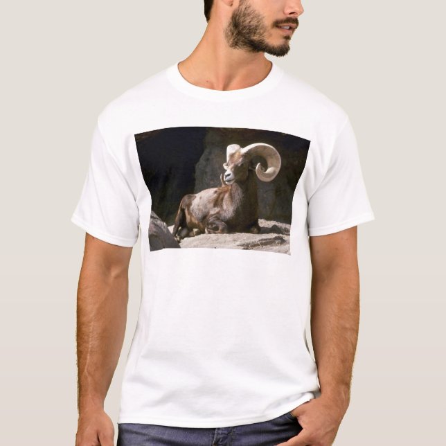 Camiseta Ovejas de carnero con grandes cuernos del desierto (Anverso)