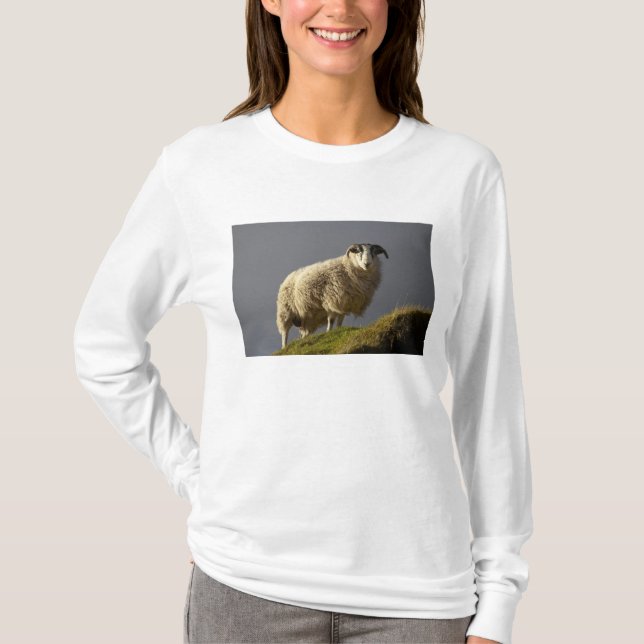 Camiseta Ovejas, Península de Trotternish, Isla de Skye, (Anverso)