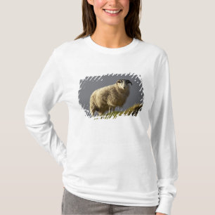 Camiseta Ovejas, península de Trotternish, isla de Skye,